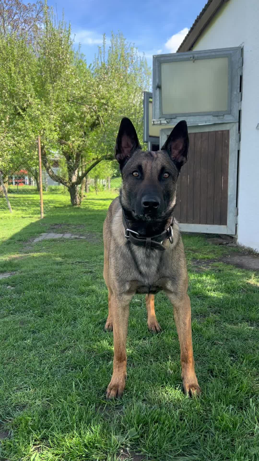 @malinois_und_ich
