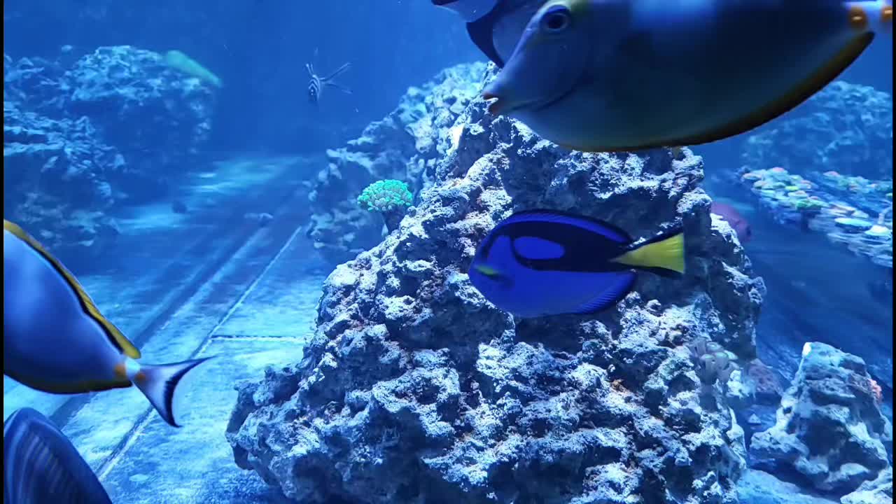 @300gallontank