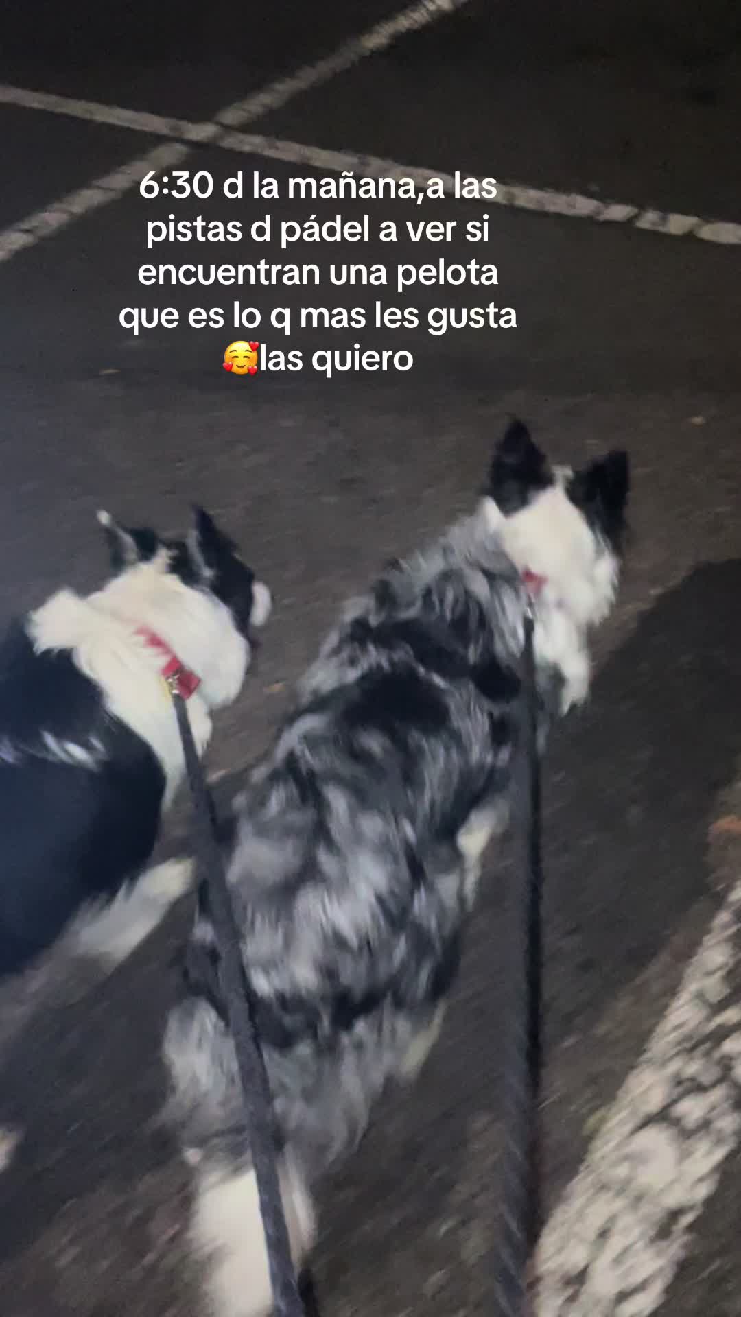 @Pituykay y agapornis