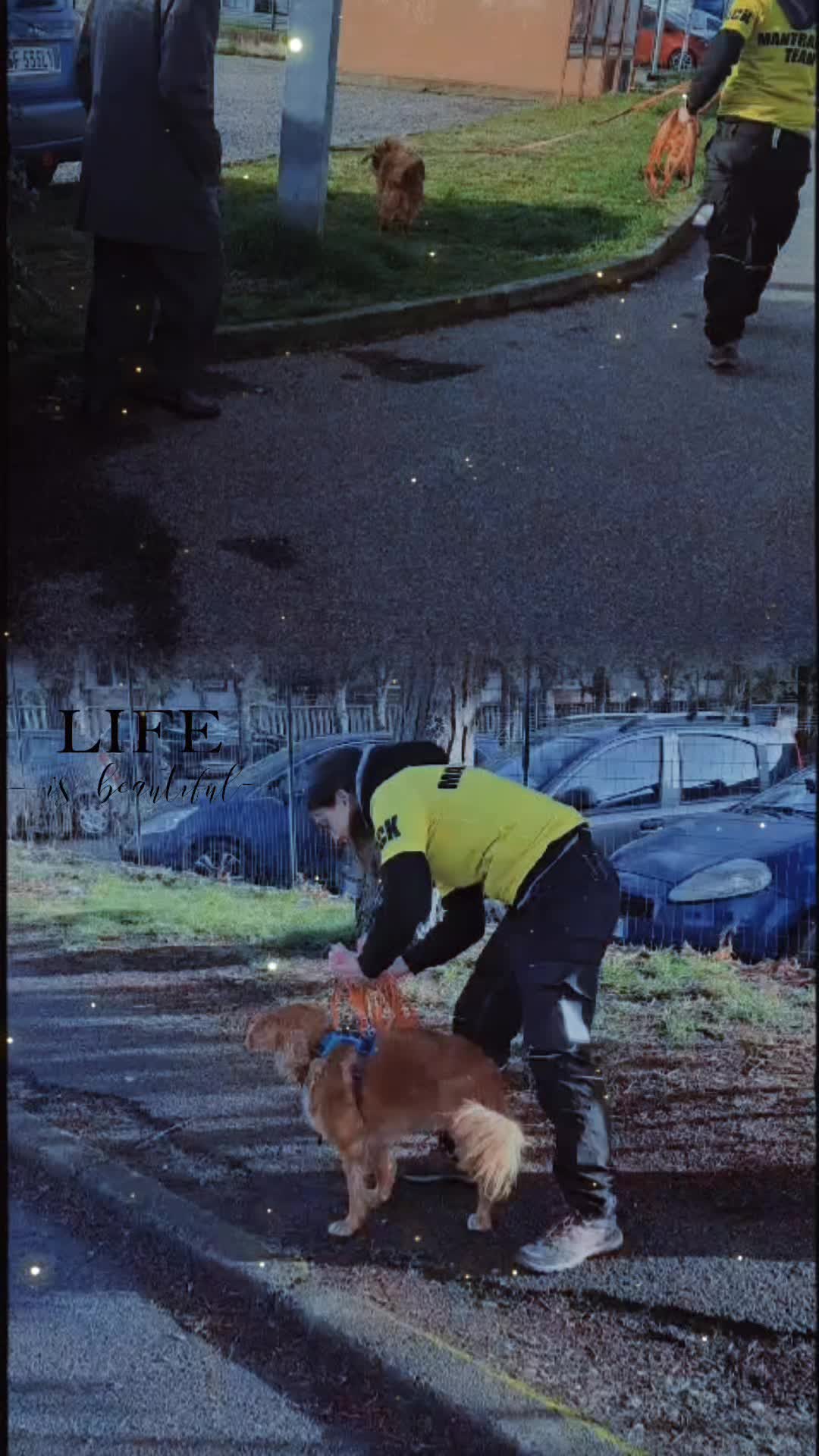 @Micol dogsitter varese