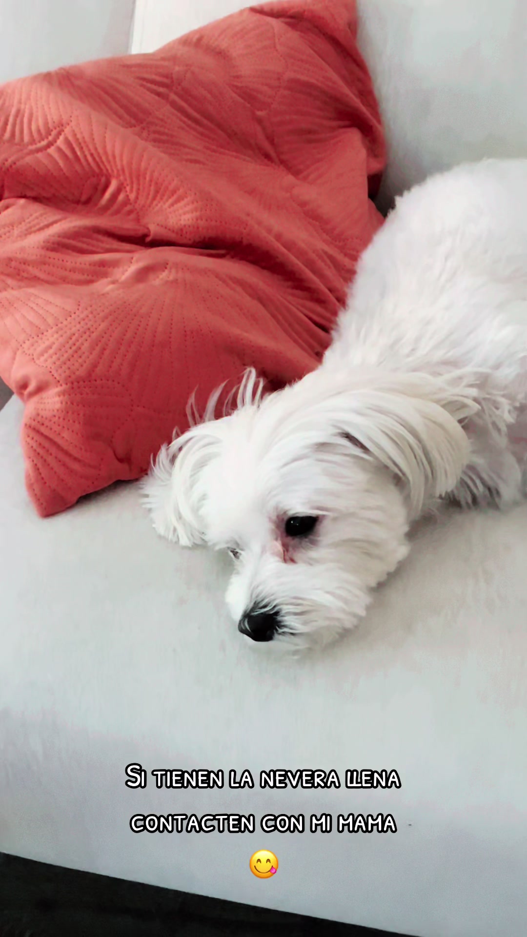 @Darla 🧡🐶🧡