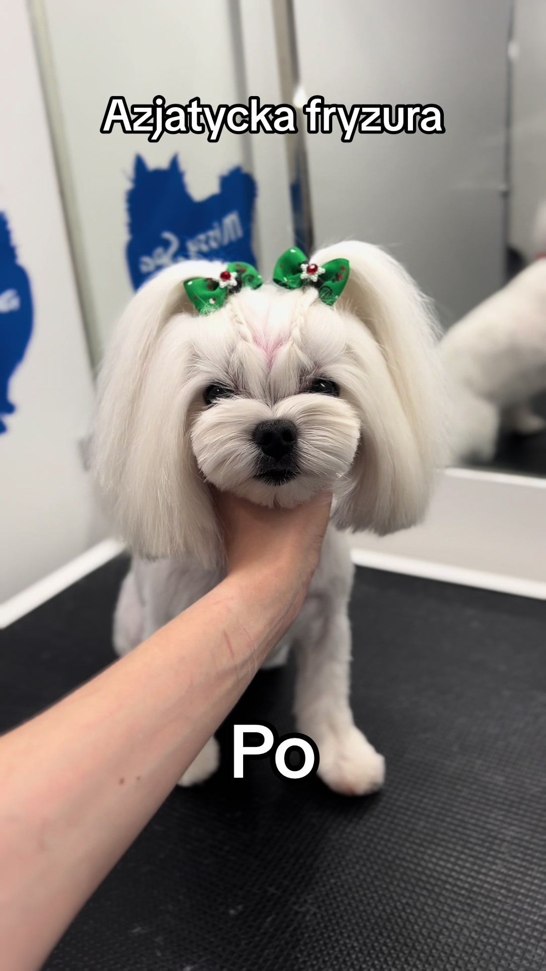 @PetStylist_Teti