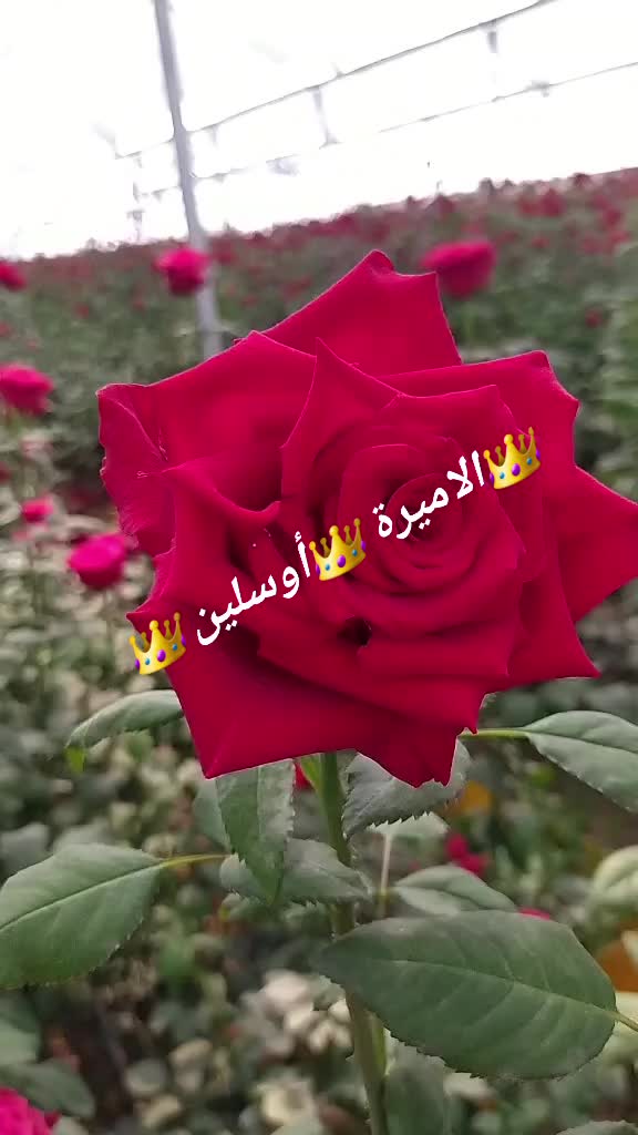@๐ุงูุฃู
ูุฑุฉ ๐ุงูุณููู ๐