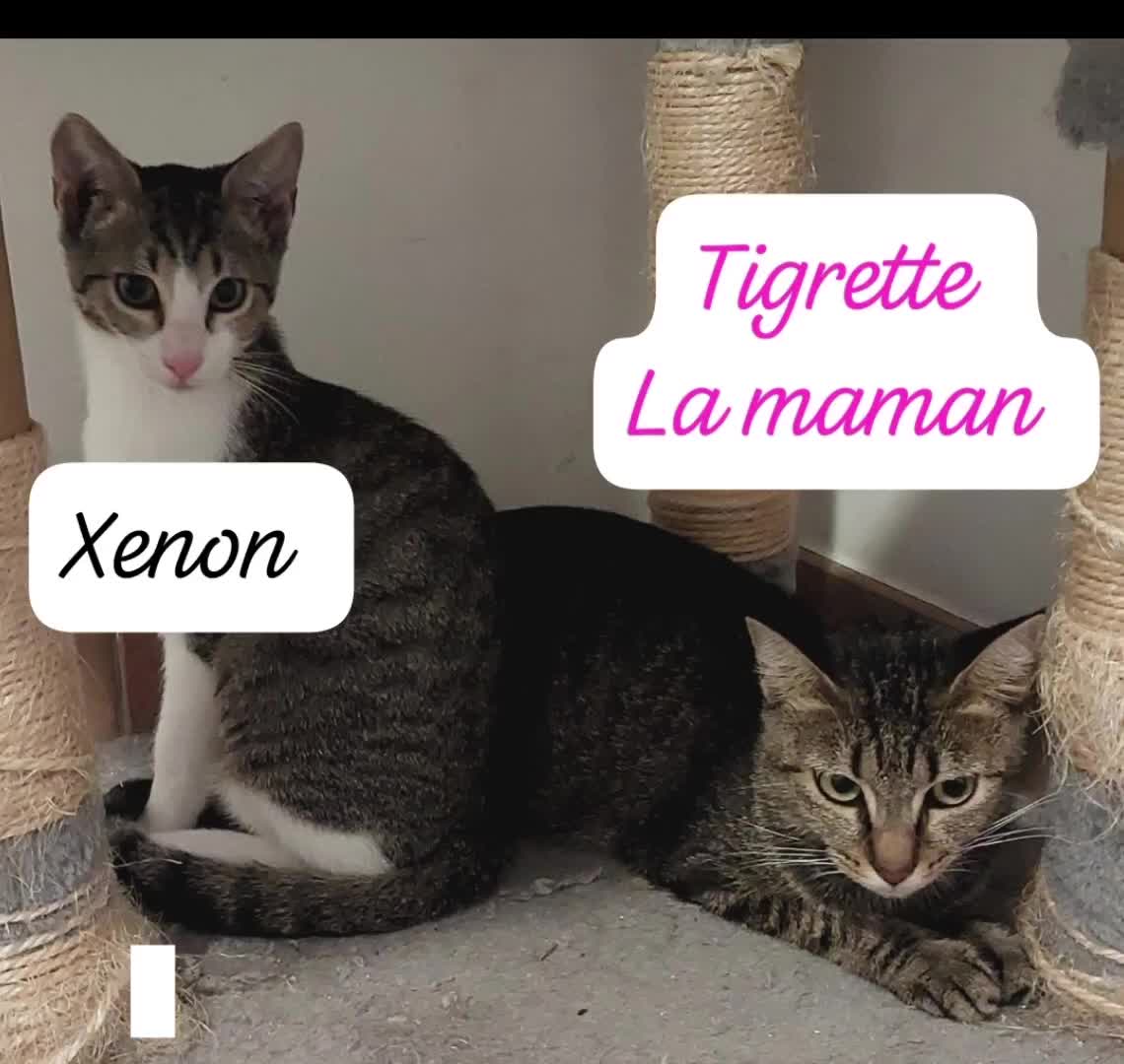 @Ass Les petits f&eacute;lins de Corse