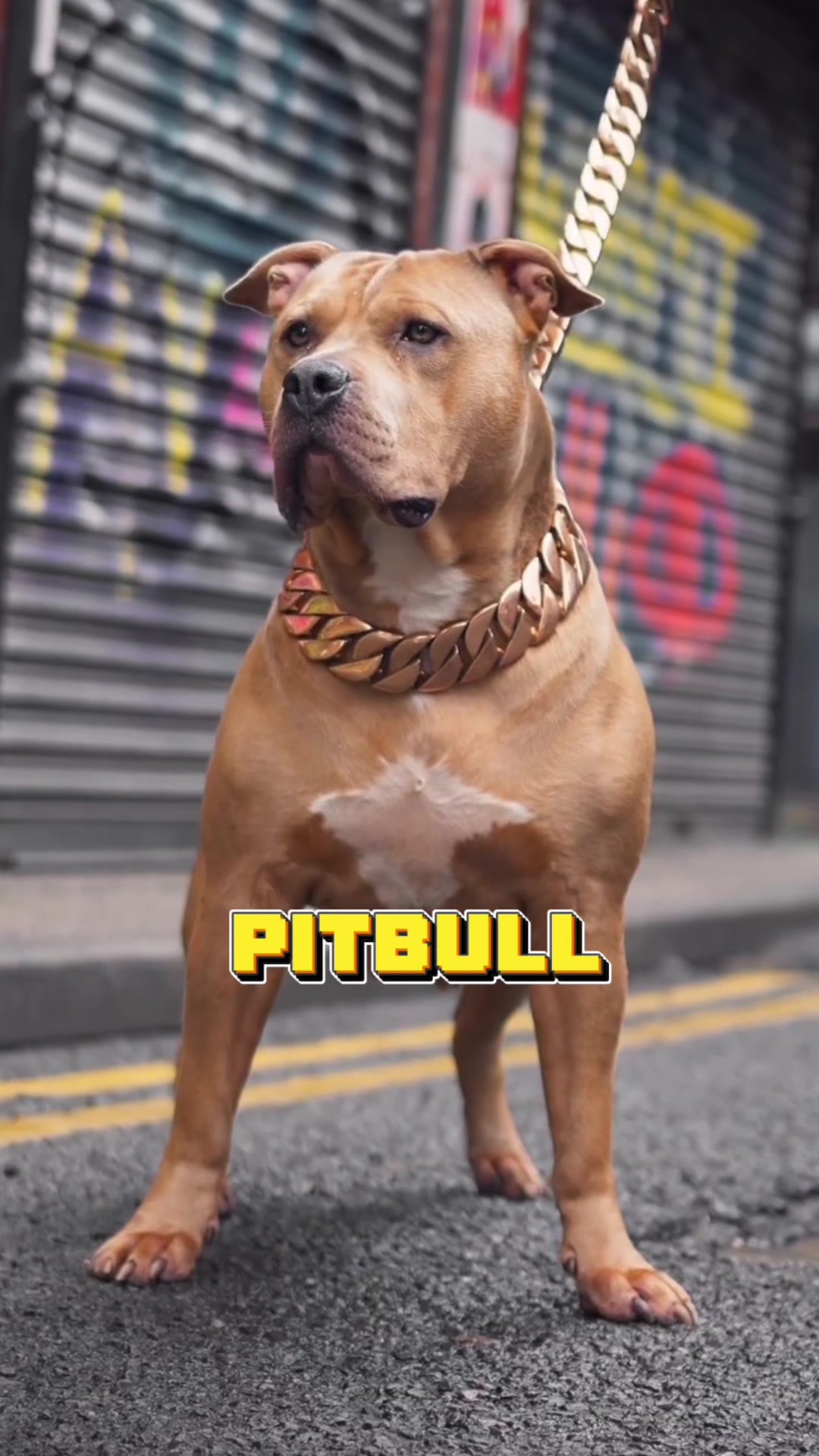 @K9 Kingz