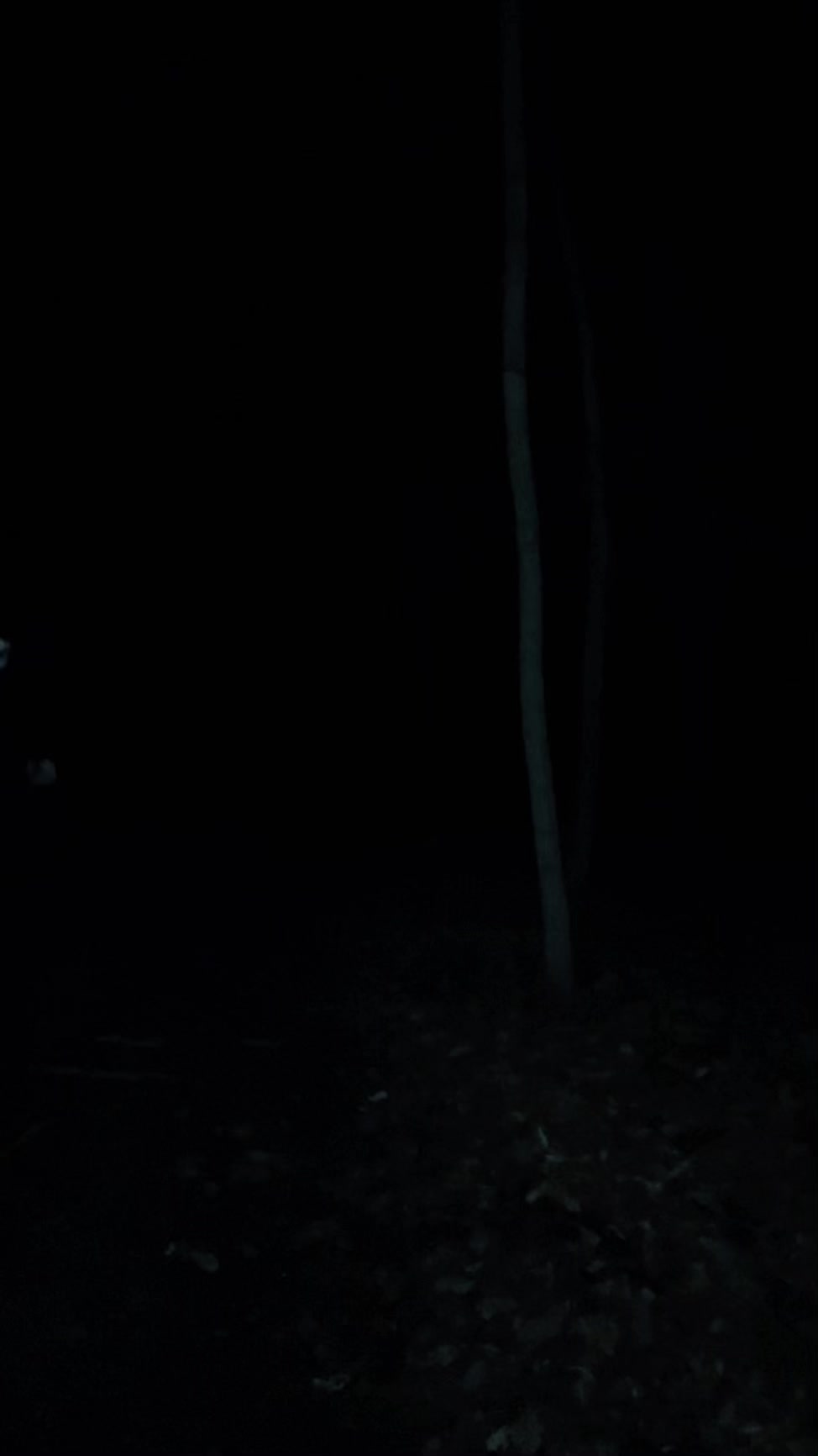 @HoloGoose