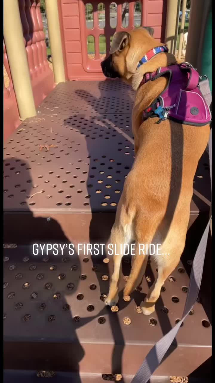 @Tara & Gypsy