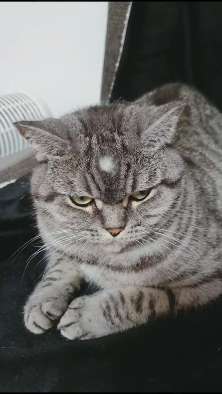 @the coconutkitty