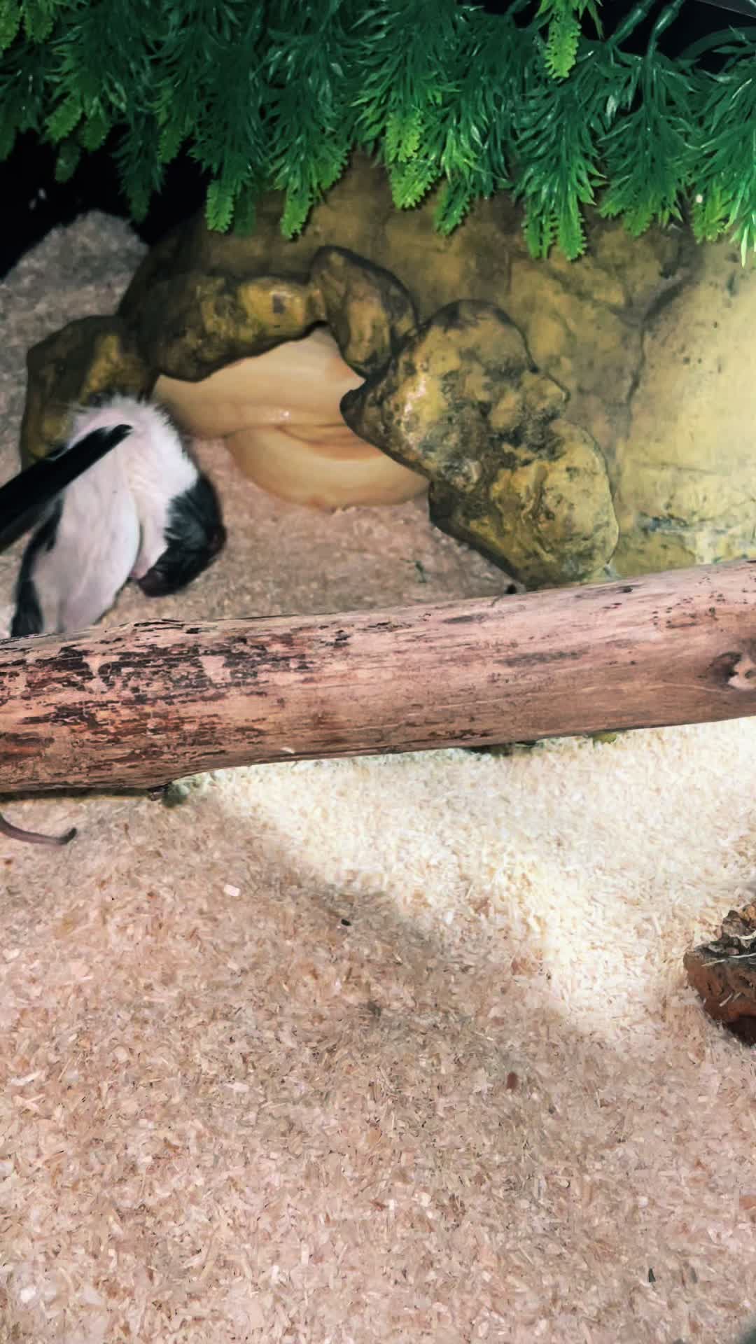 @C&N Reptiles & Co