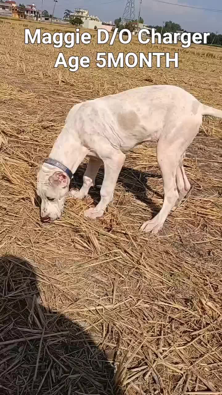 @charger bully dog kennel