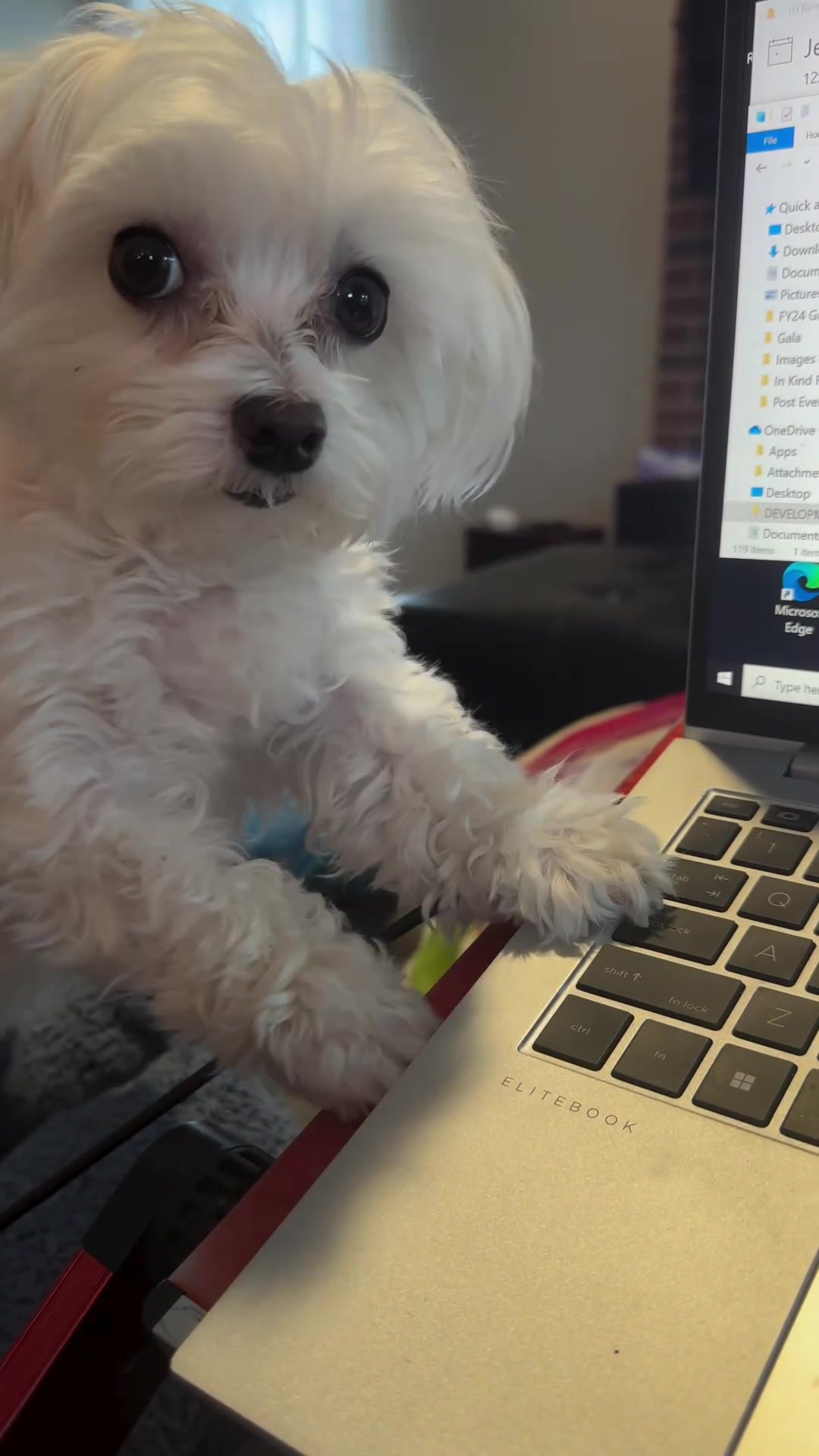 @mildred.the.maltese