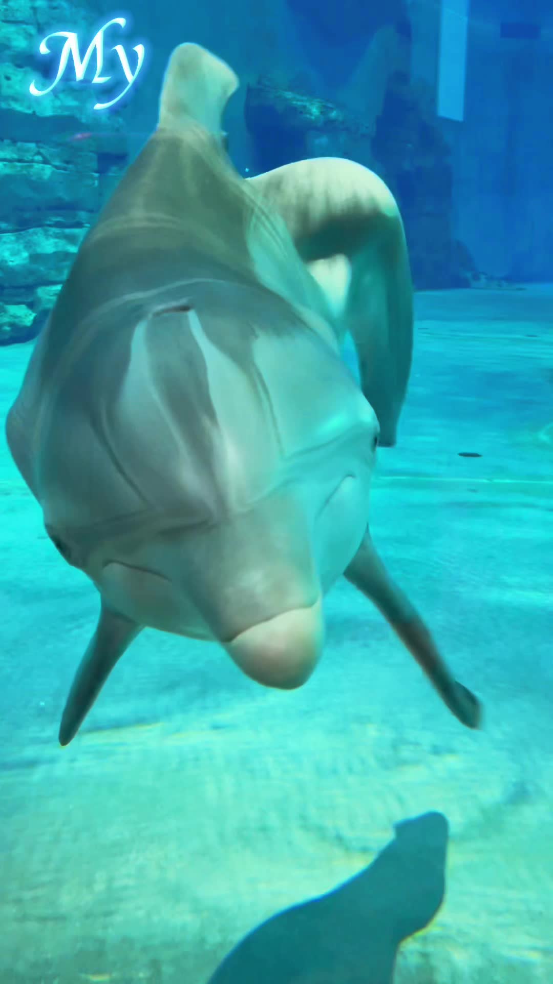 @dolphin_heart66