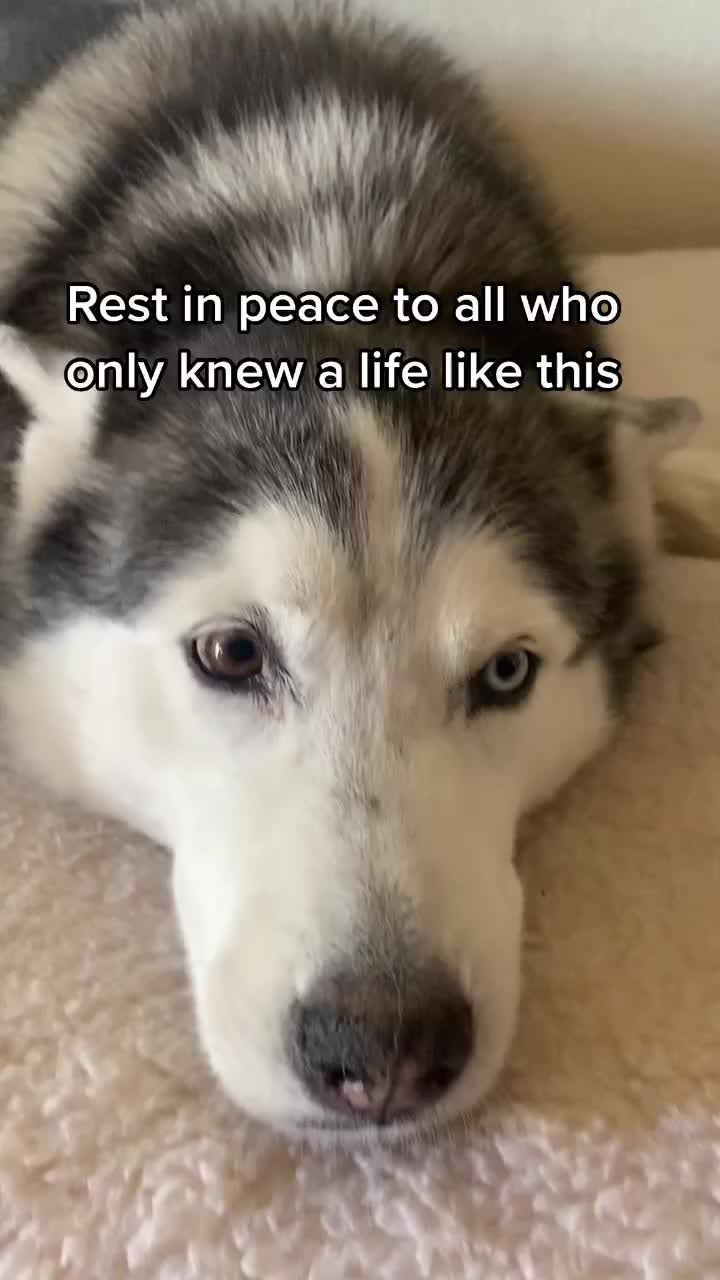 @Ray of Hope Rescue