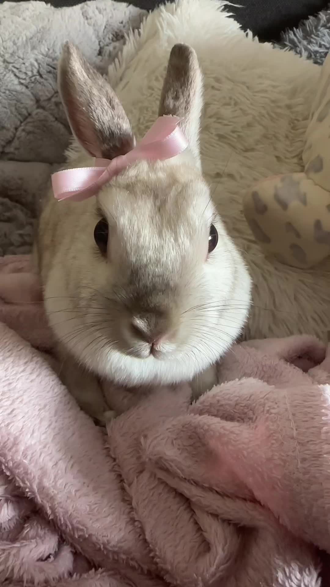 @𝒞𝓁𝒶𝓇𝒶‧₊&deg;