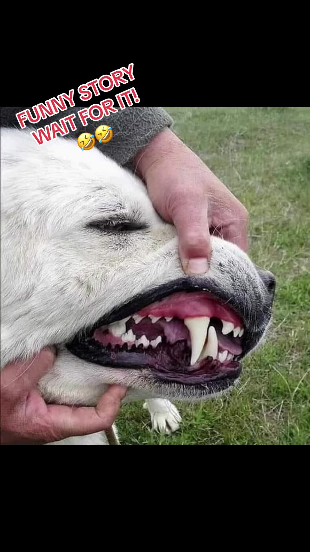 @Ultimate Puppies