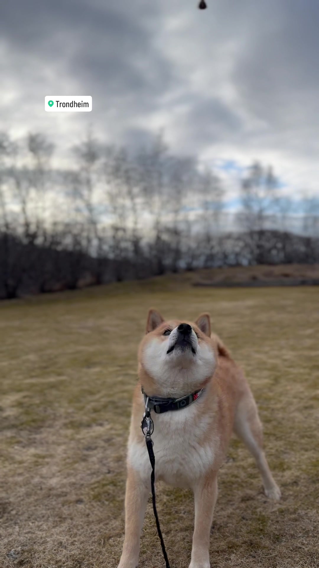 @yoshi.doggyhood