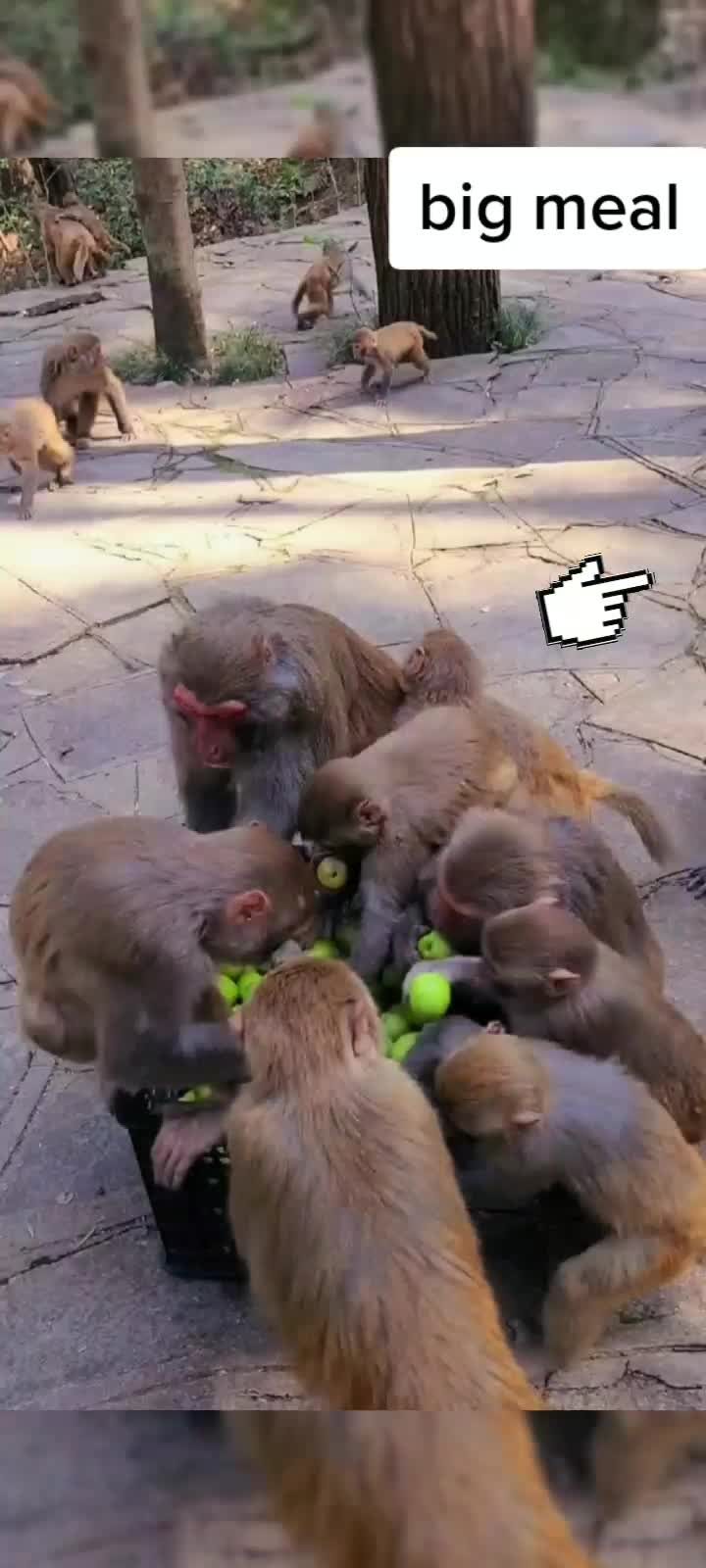 @petlove
