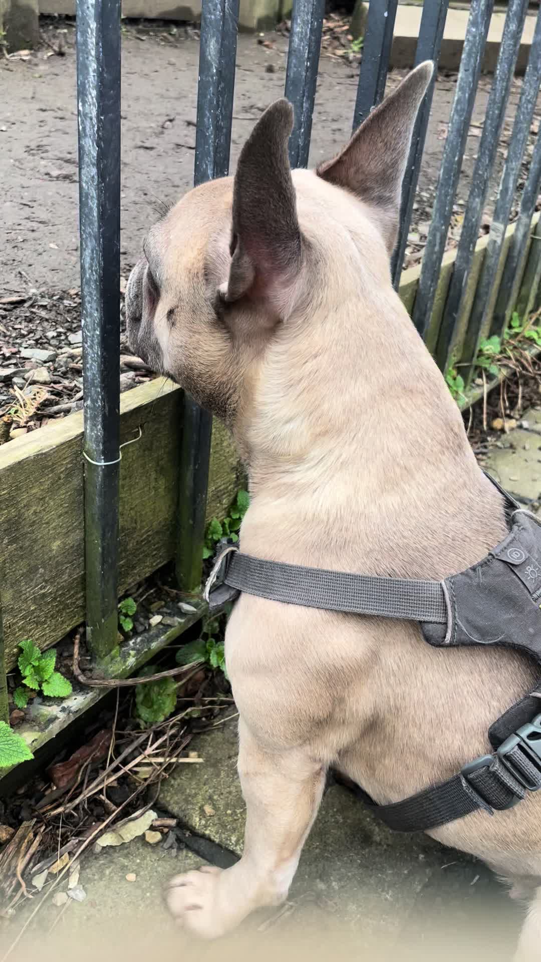 @MaggietheAdventureFrenchie
