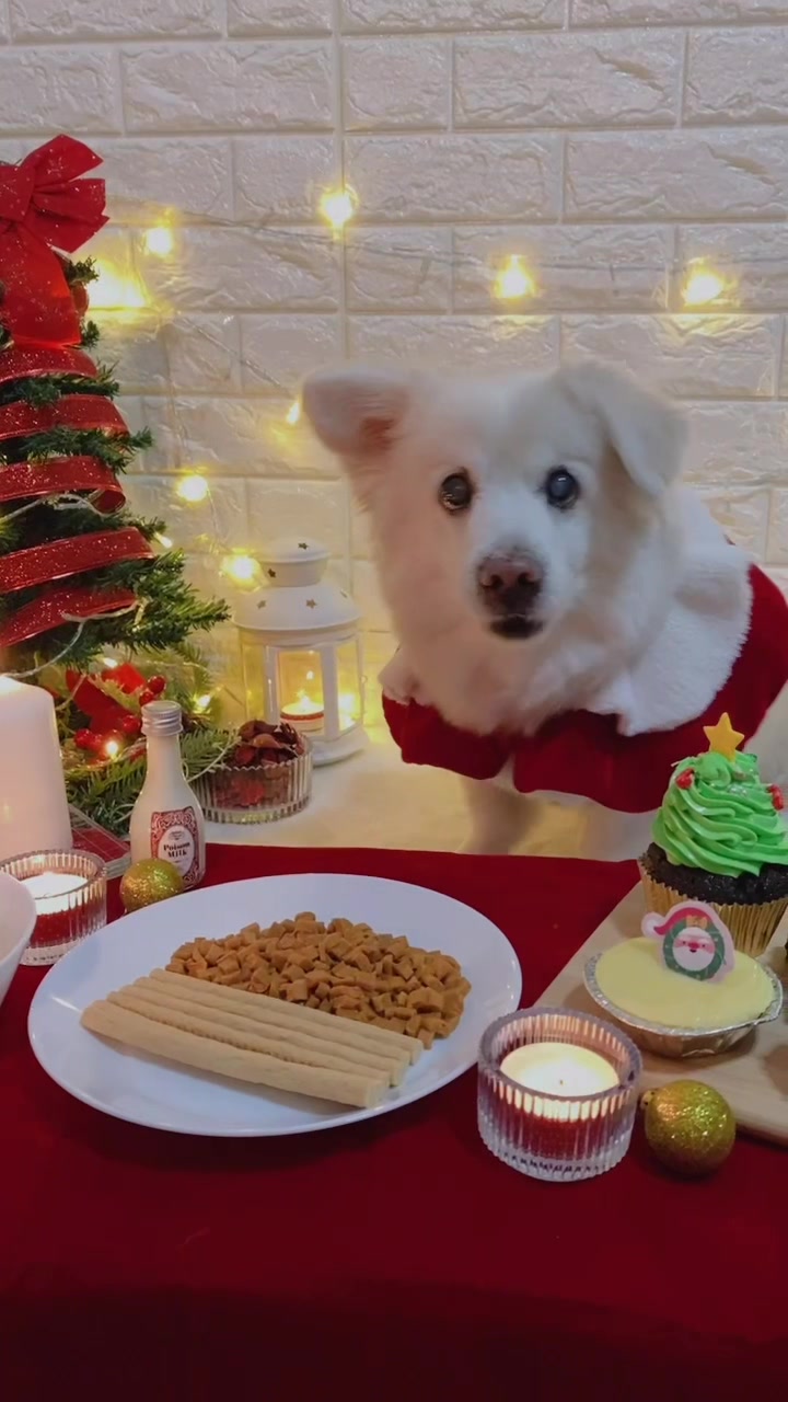 @Fluffy Creamy Dog