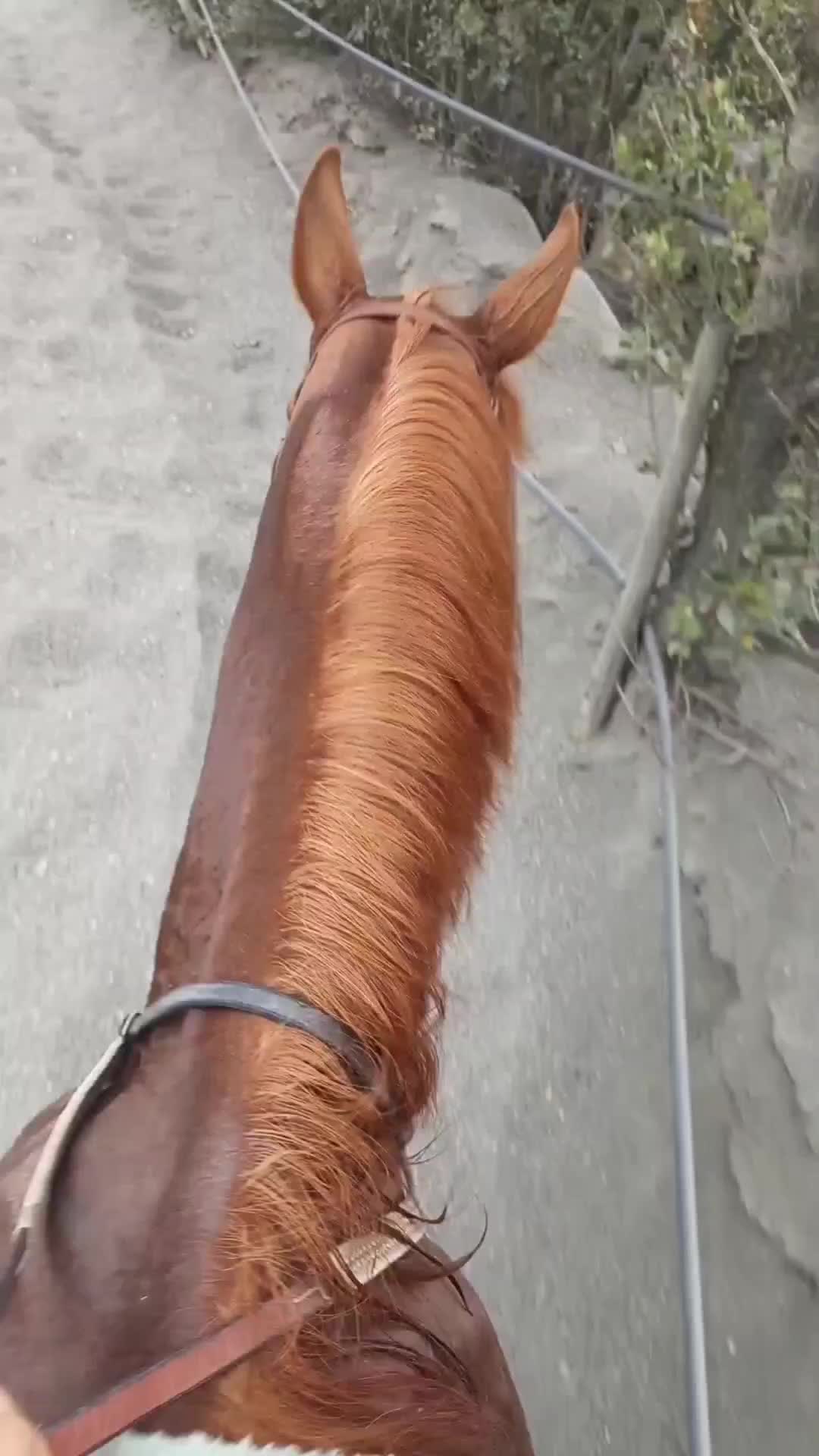 @João Fernandes