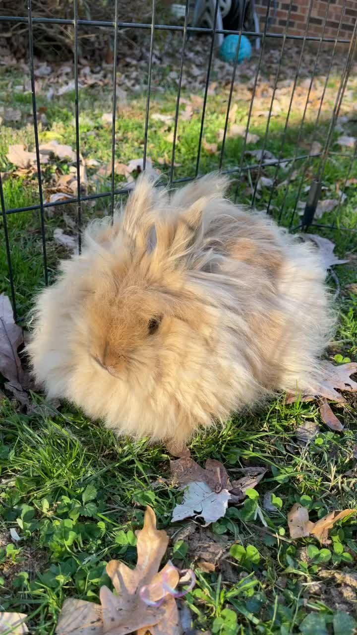 @HighlandRabbitry