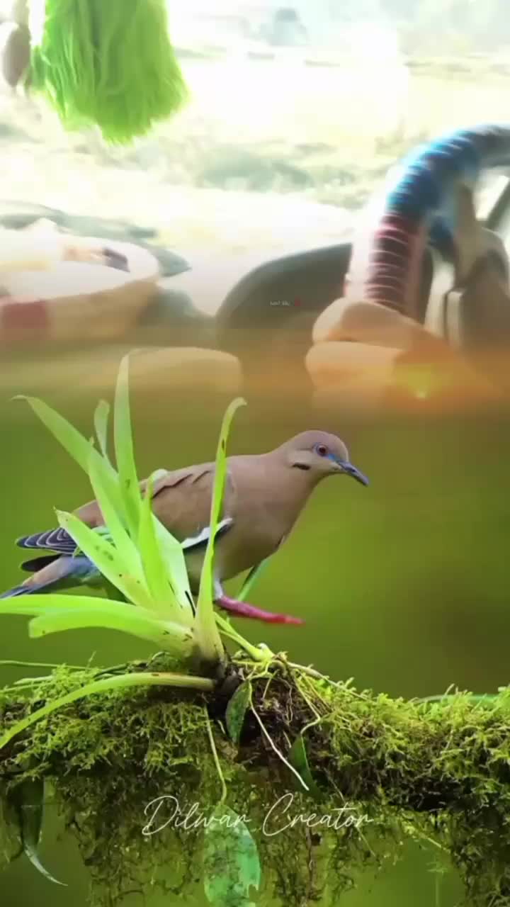 @12345