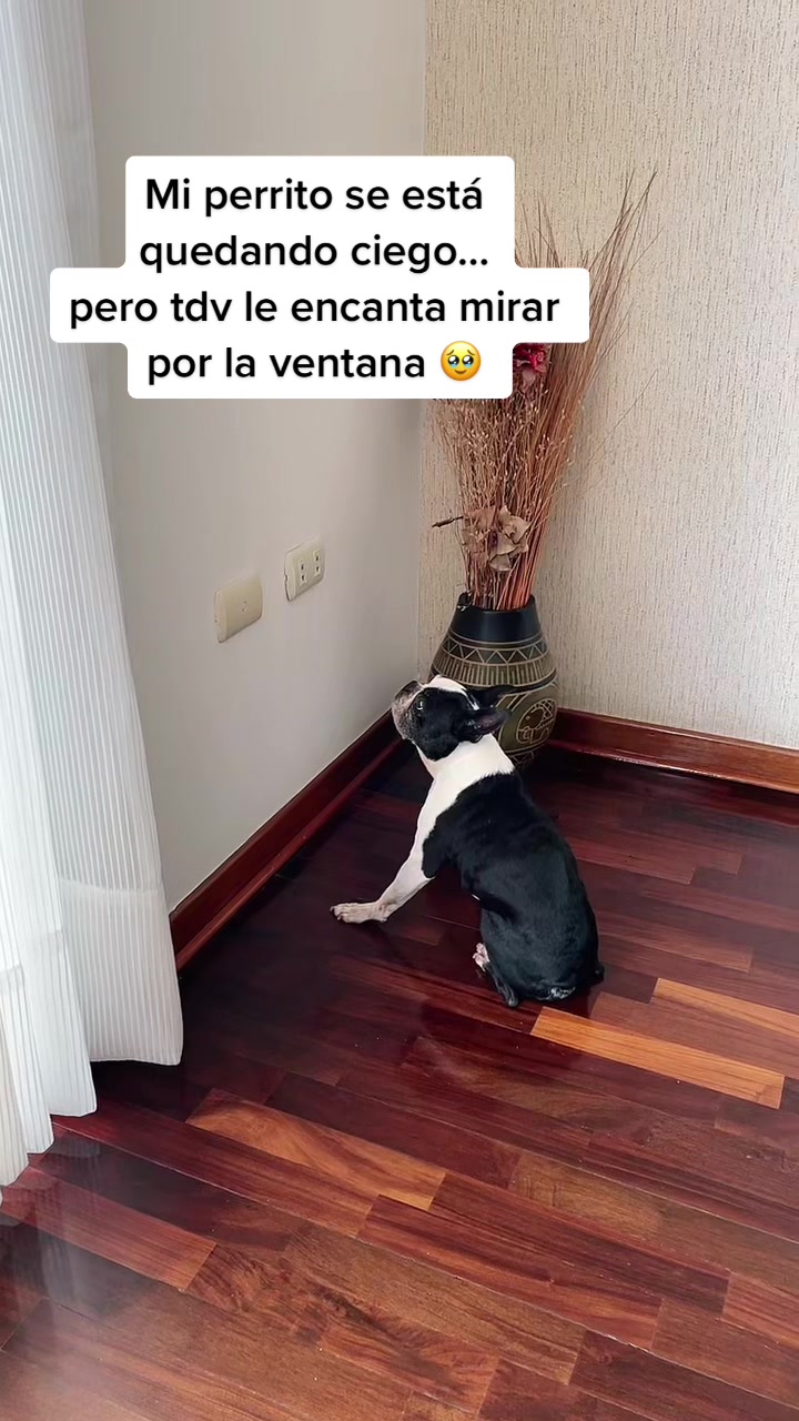 @danimedinav