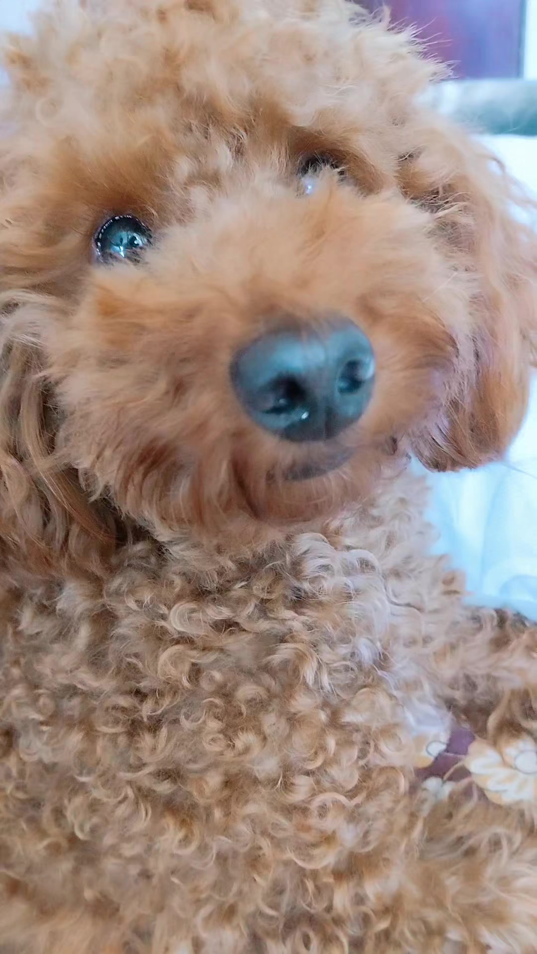 @Magic♥️Pets