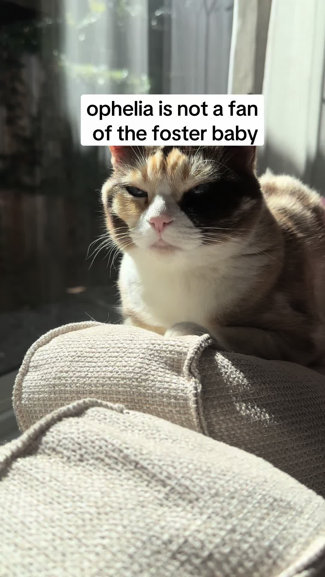 @bffs | brie’s feline friends