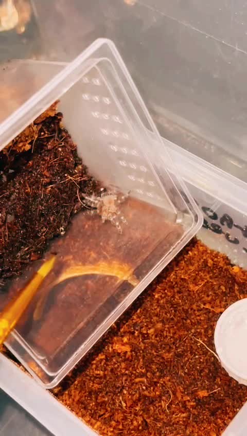 @C&N Reptiles & Co