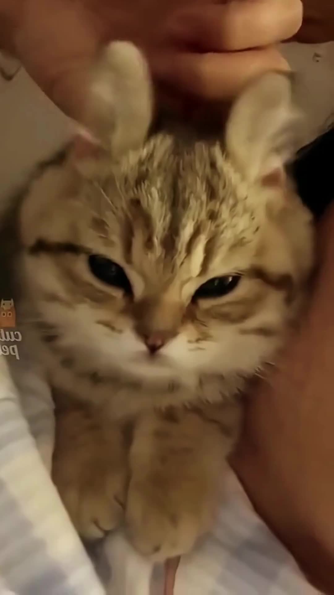 @Pet Guru