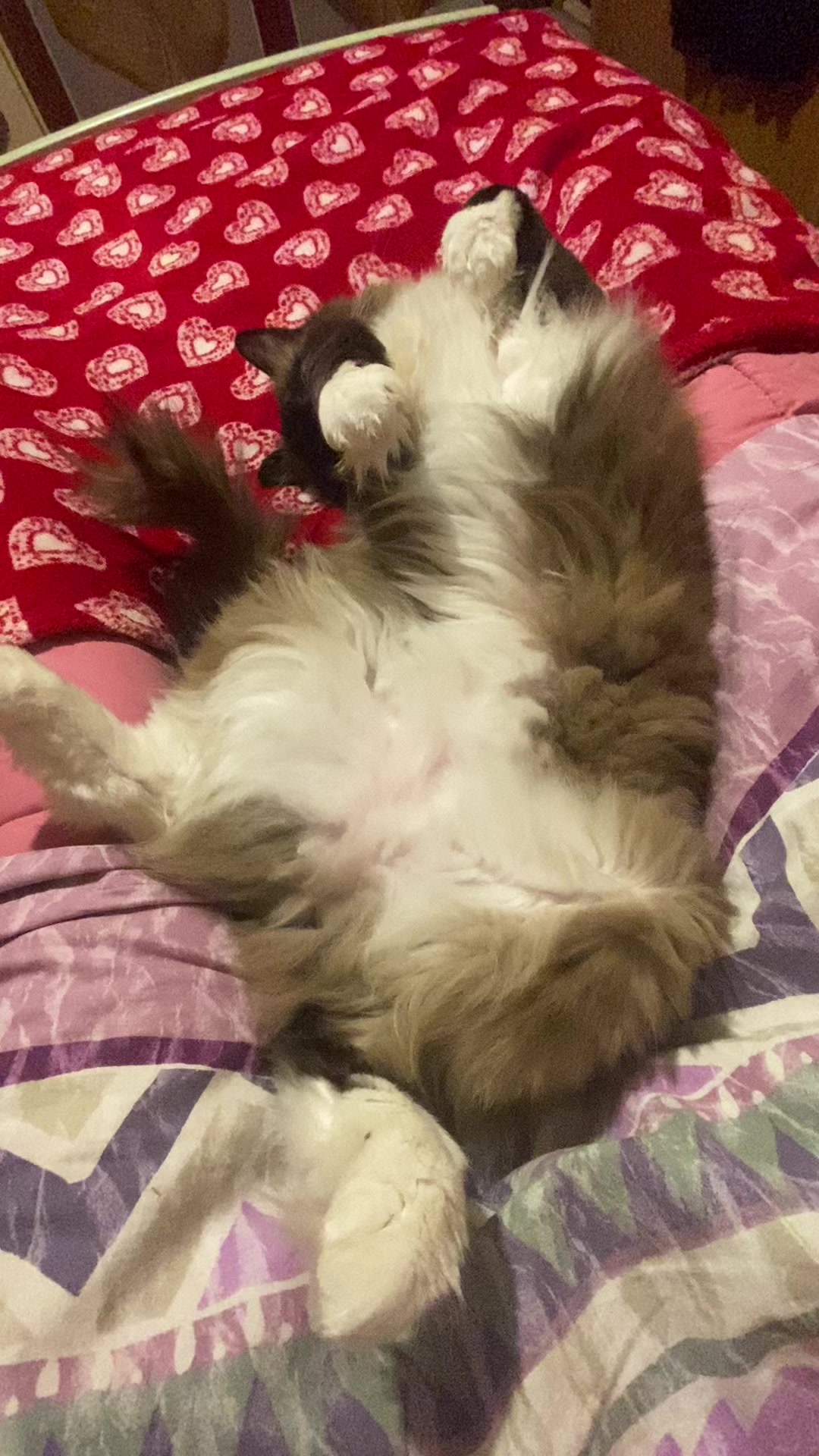 @Ren the Ragdoll Cat
