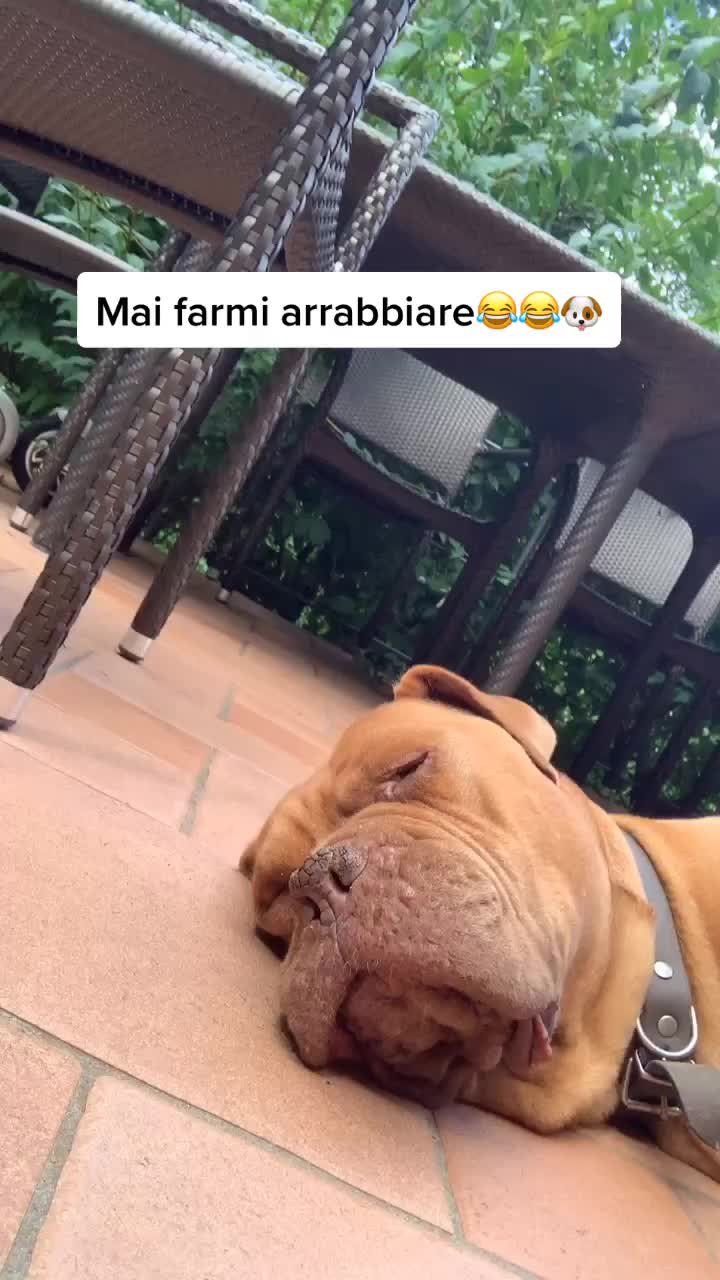 @sonorosy🐶