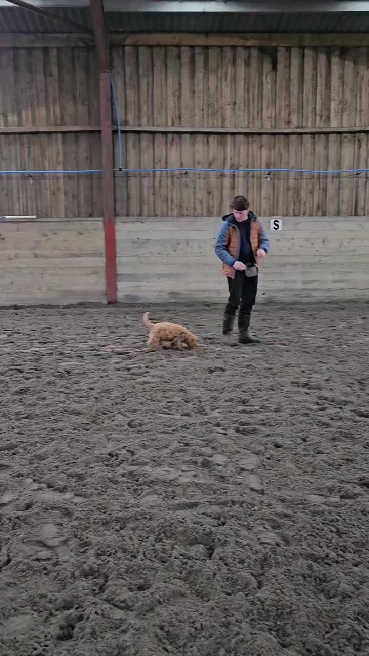 @Paw By Paw Dog Training