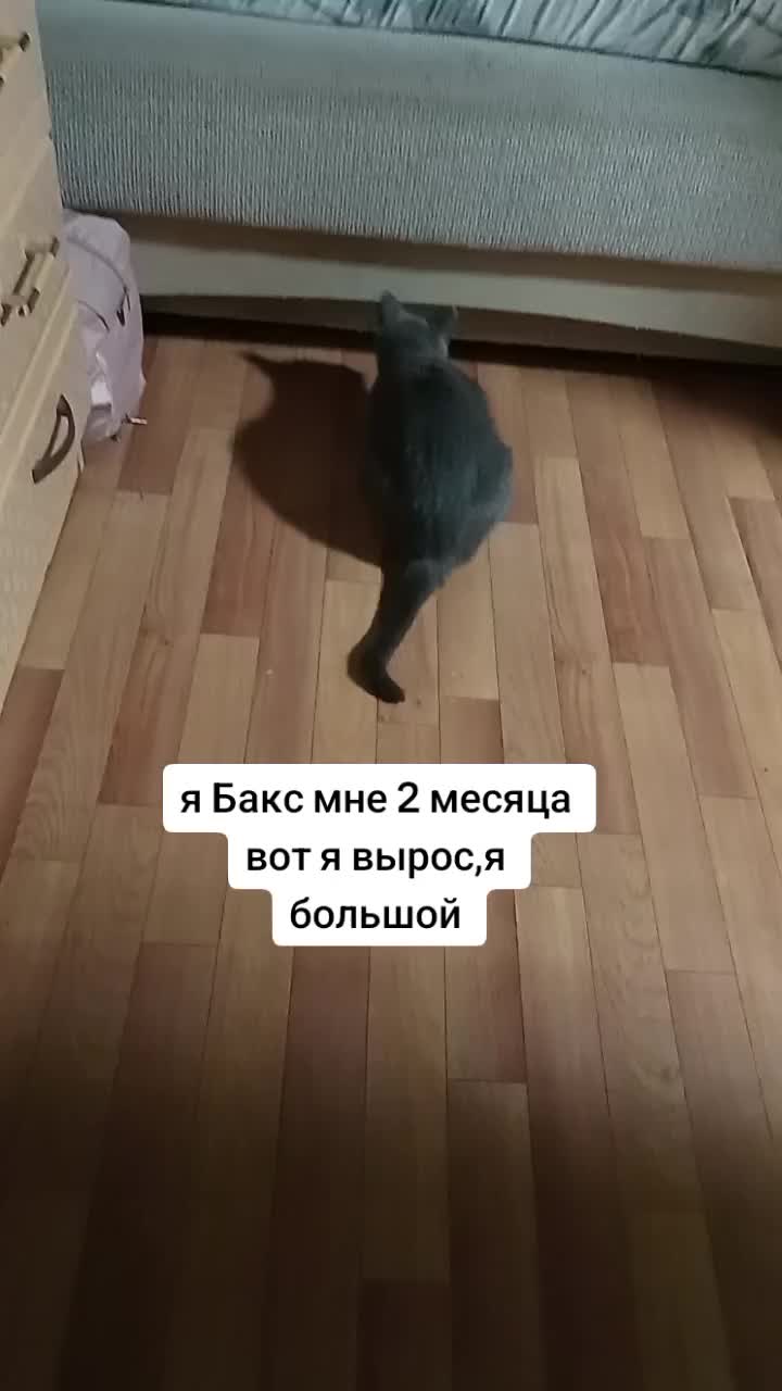 @св,.,с,....