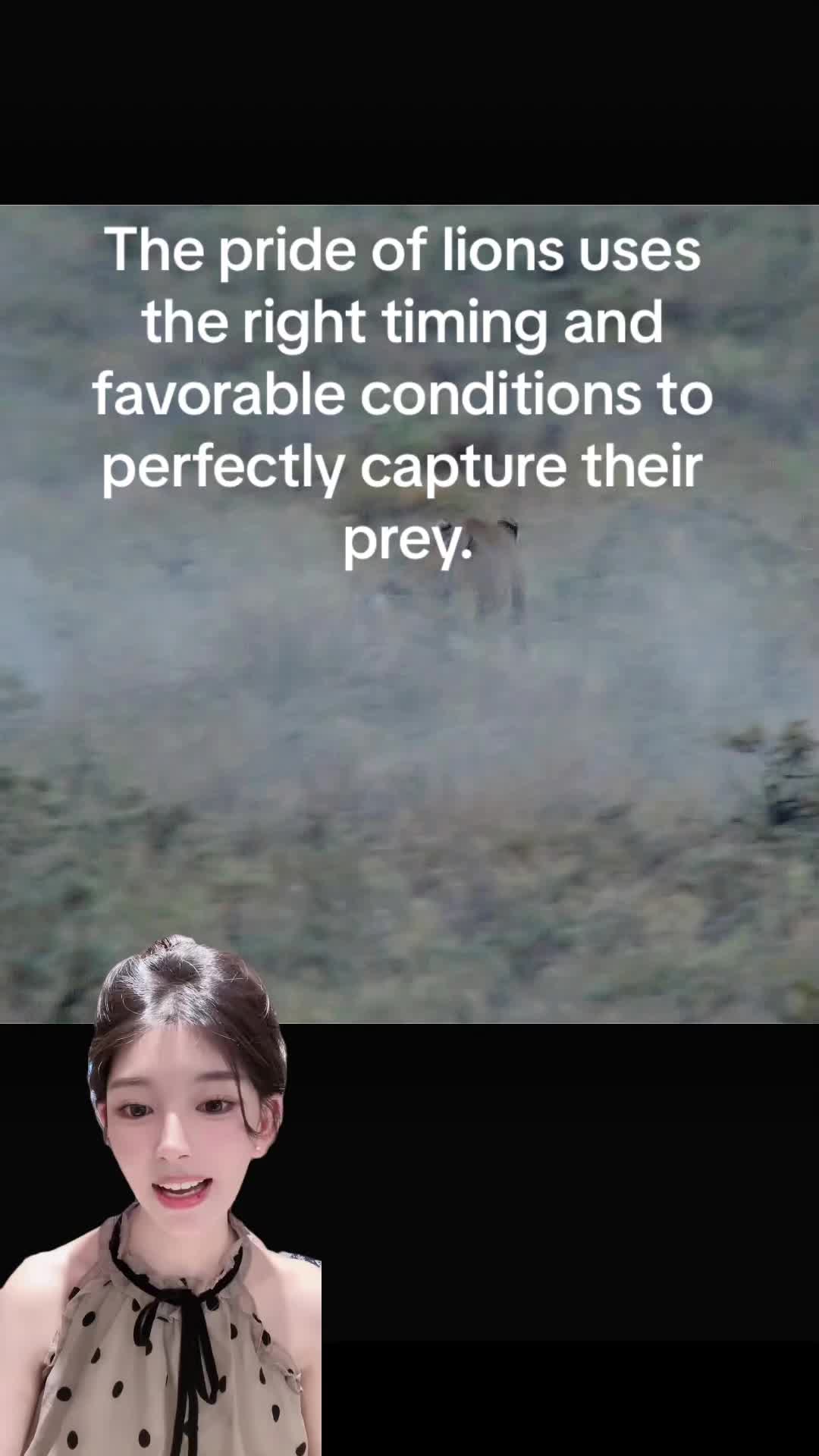 @aboutanimals