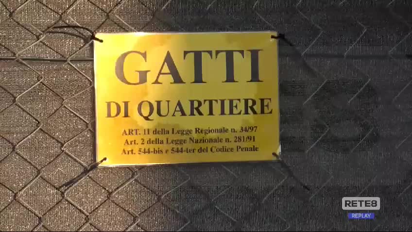 @@ Cortile dei gatti