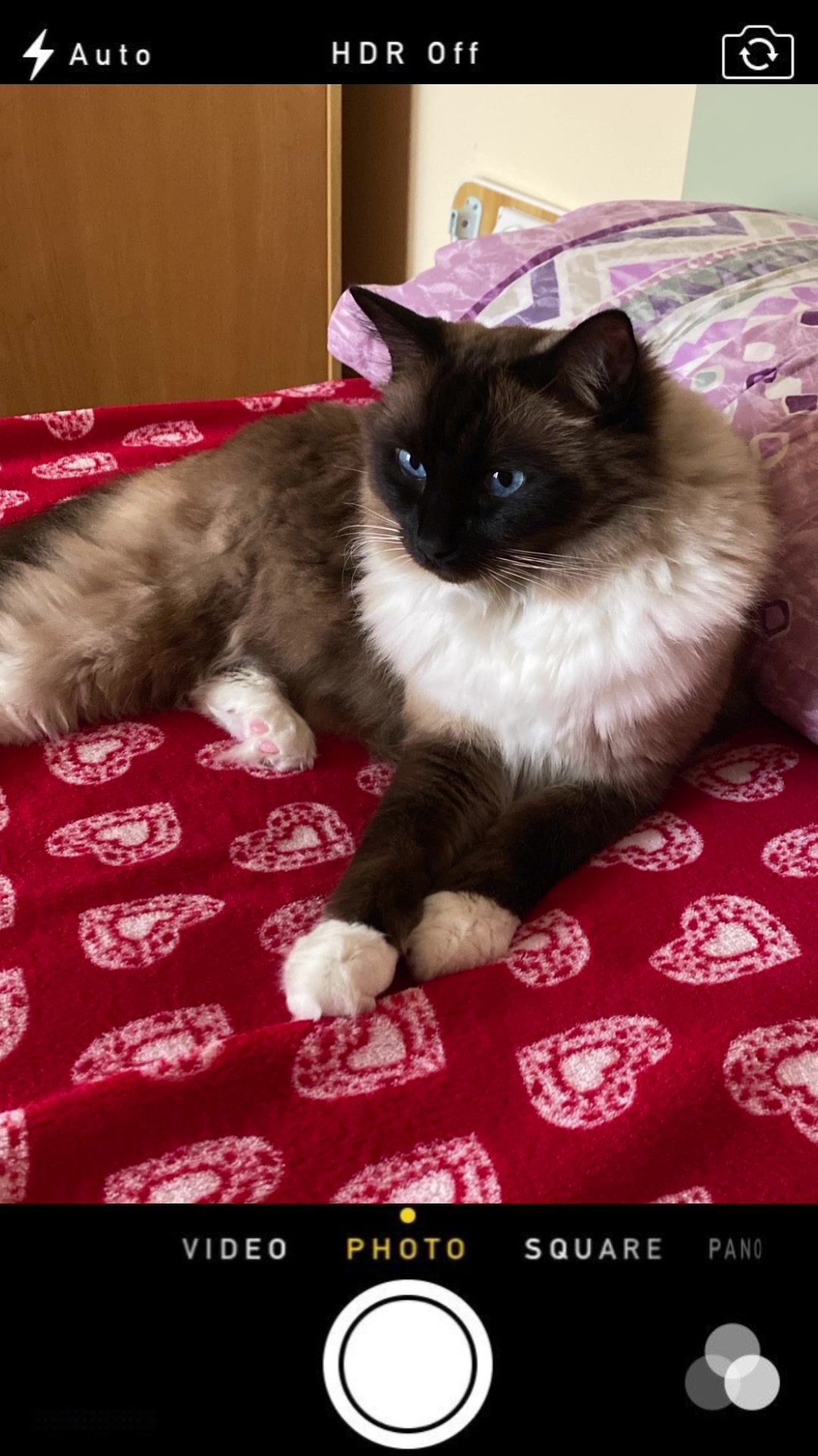 @Ren the Ragdoll Cat