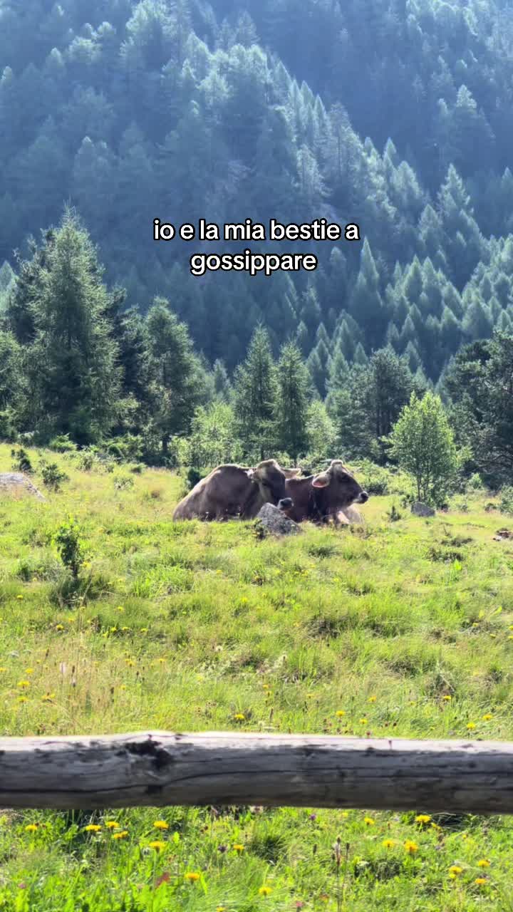 @camici