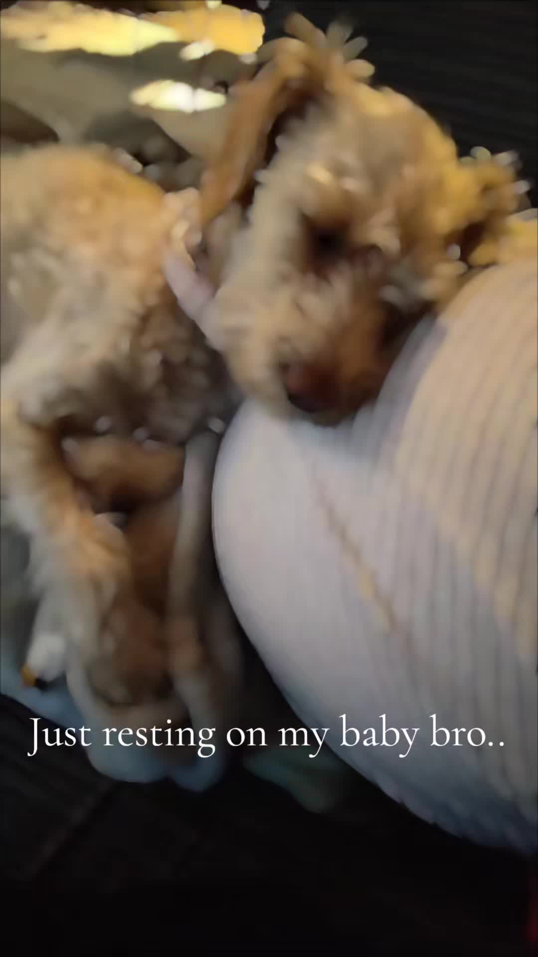 @PixiePup