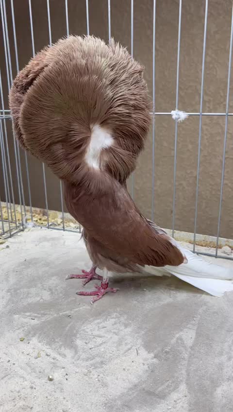 @EA Pigeons