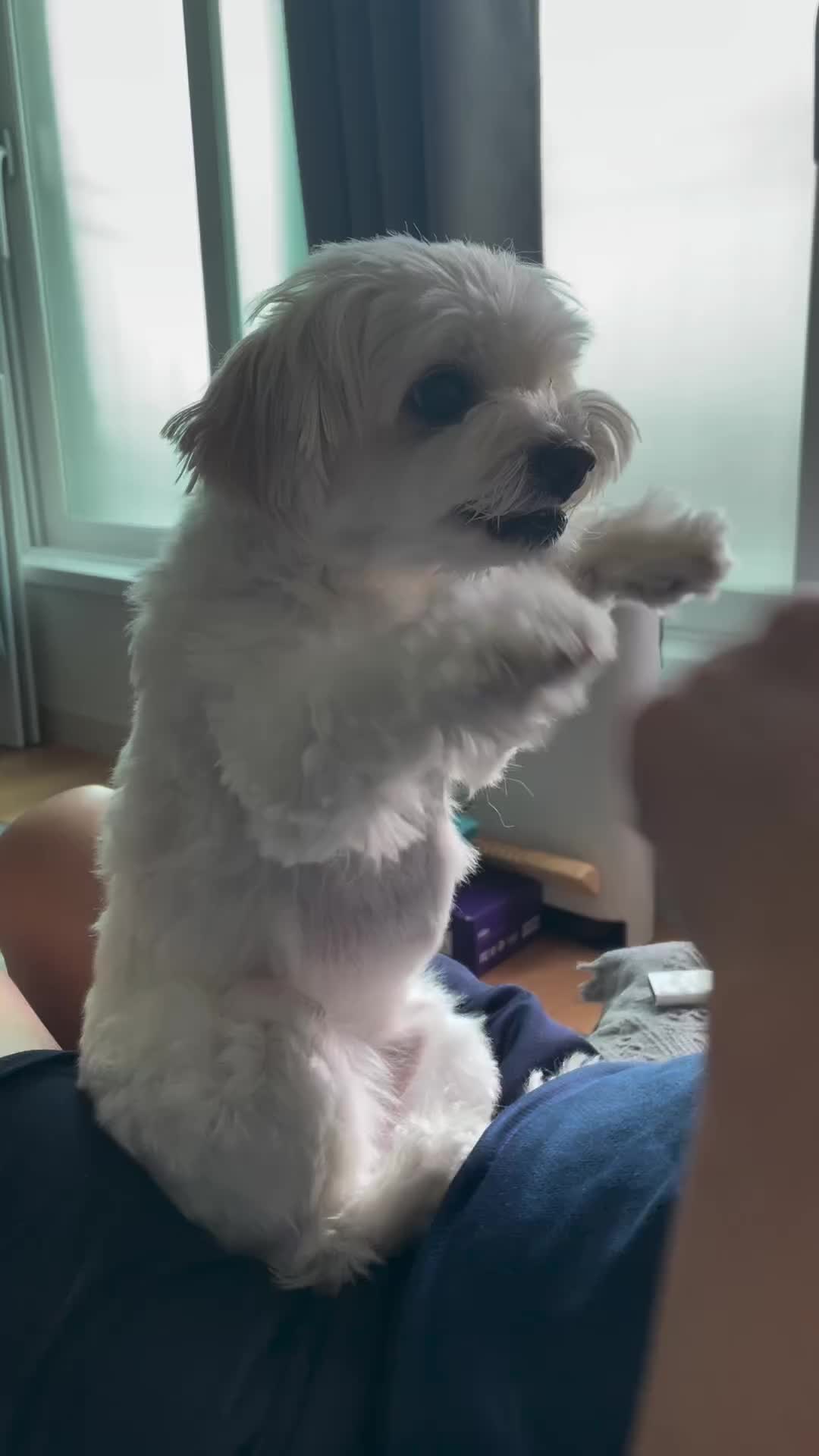 @mildred.the.maltese