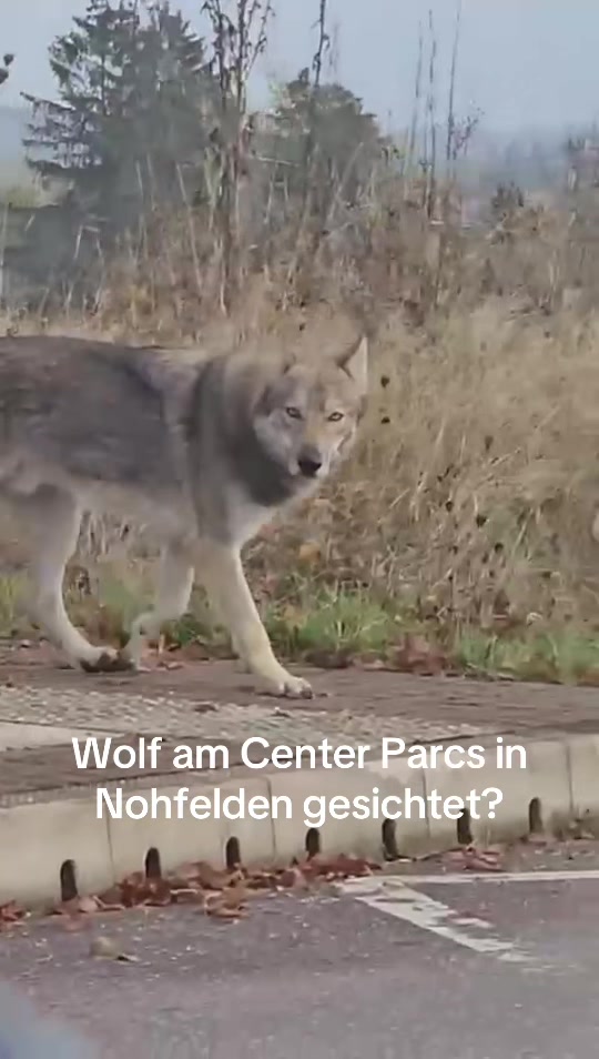 @Blaulichtreport Saarland