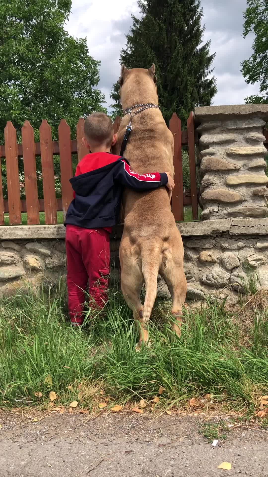 @Presa Canario Varro Bull