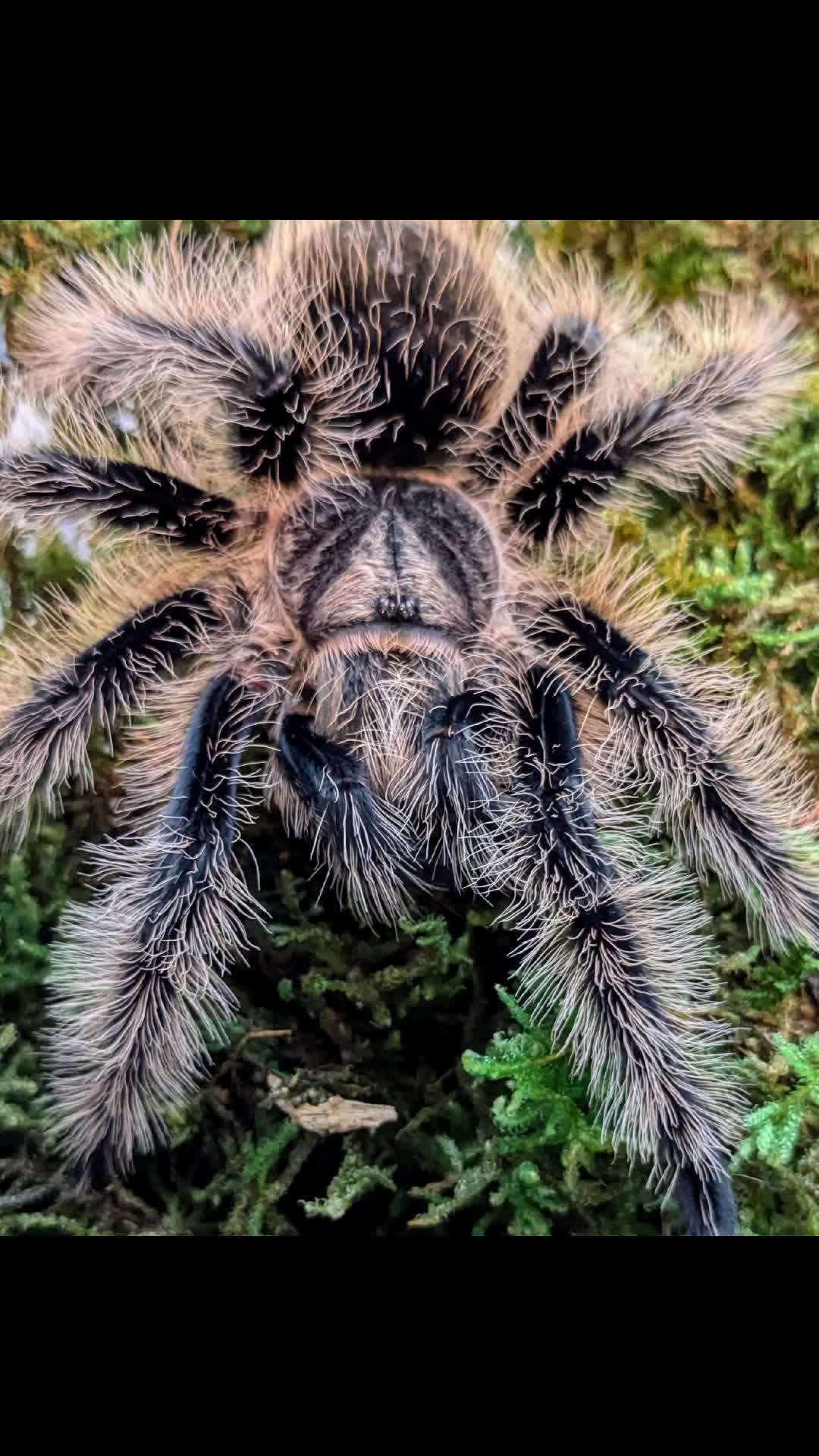 @Eryri Exotics