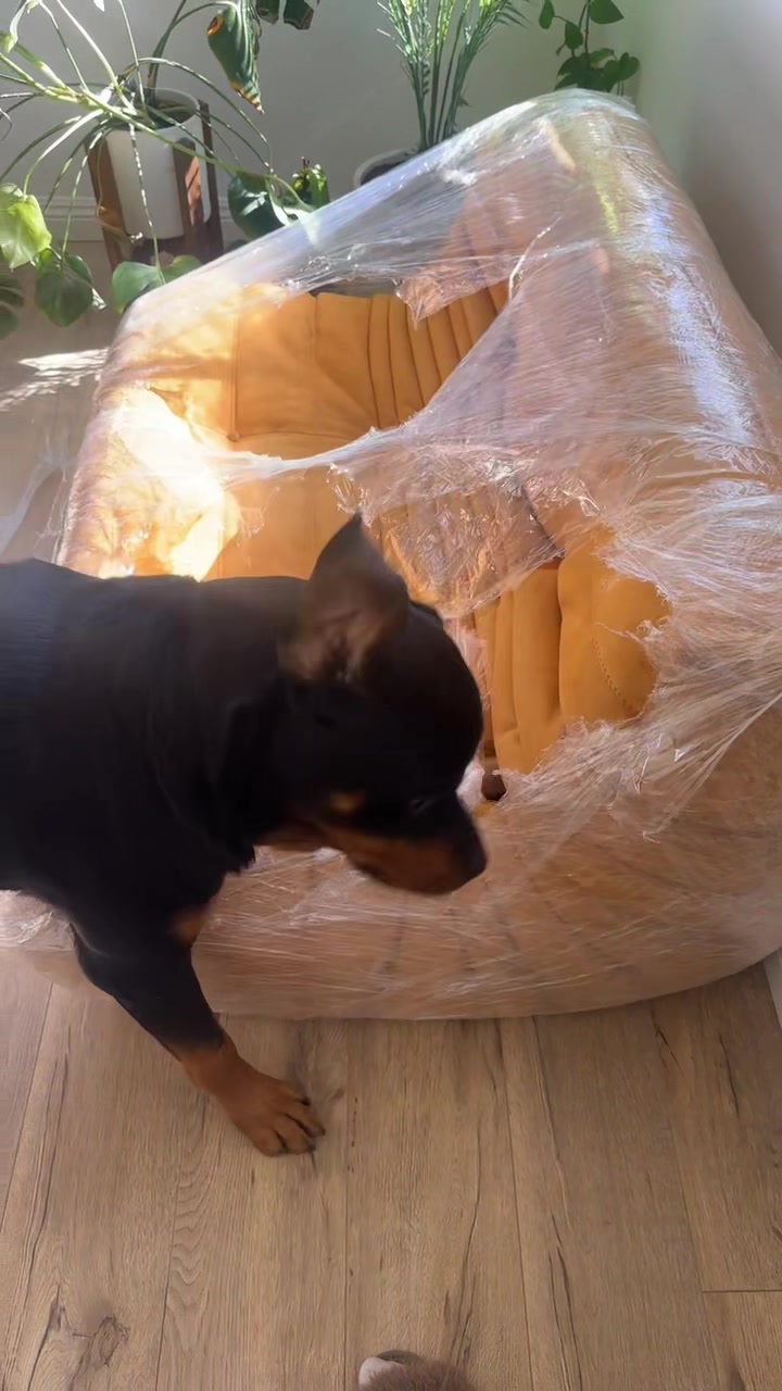 @Pluto the Rottie