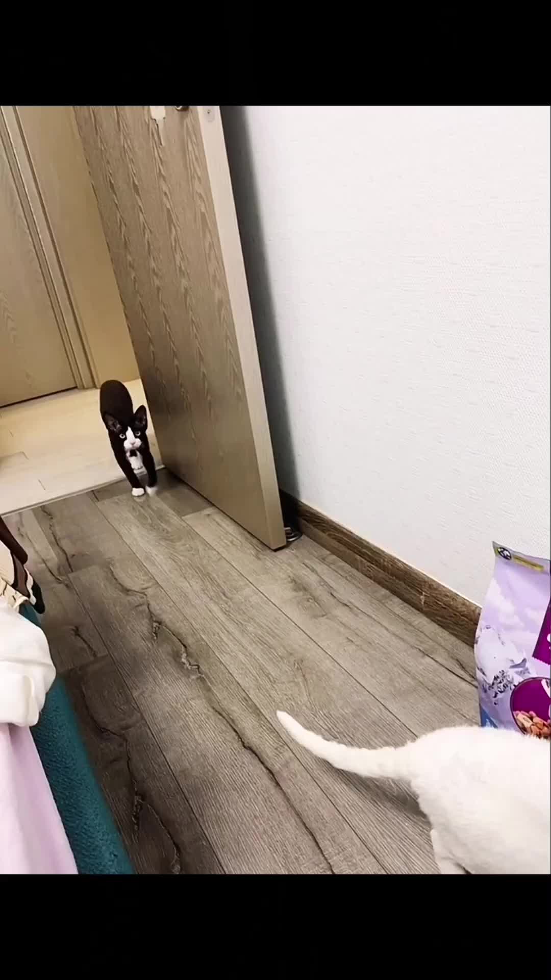 @Mr.Cat