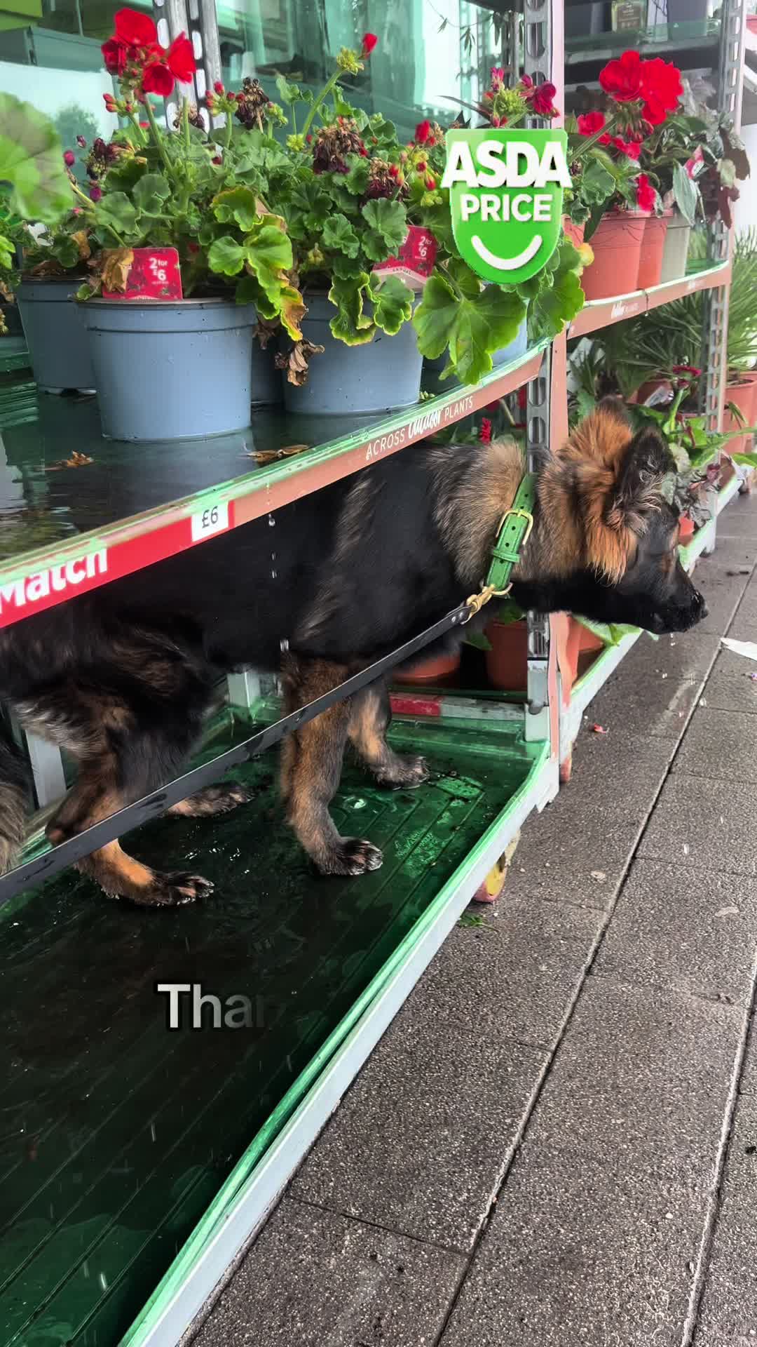@TheGSDhubwithjennygould