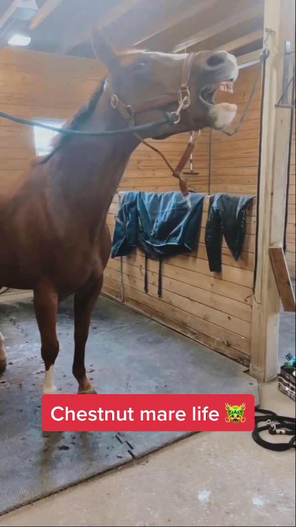 @Chunky Pony