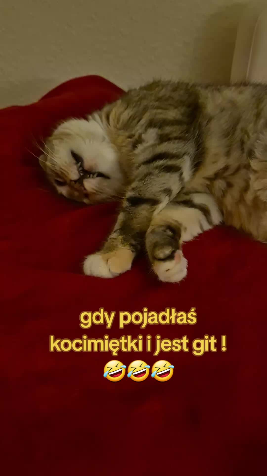 @zochakocicha7